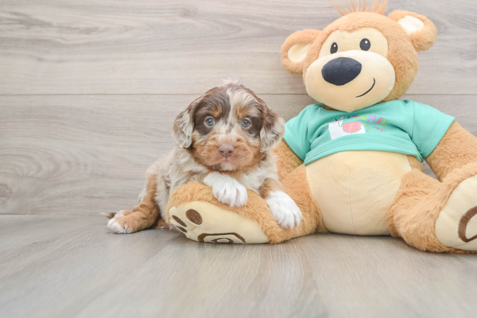 Best Mini Aussiedoodle Baby