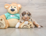 5 week old Mini Aussiedoodle Puppy For Sale - Puppy Love PR