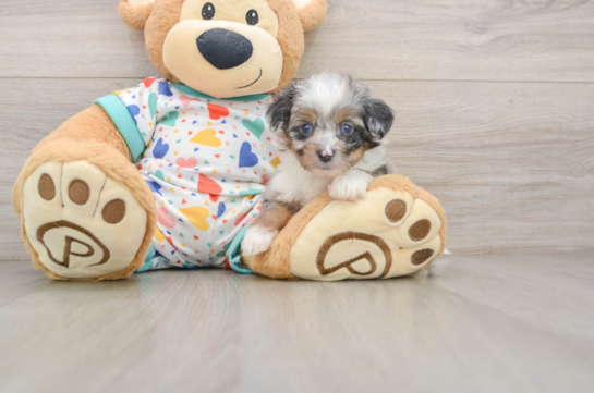 Happy Mini Aussiedoodle Baby