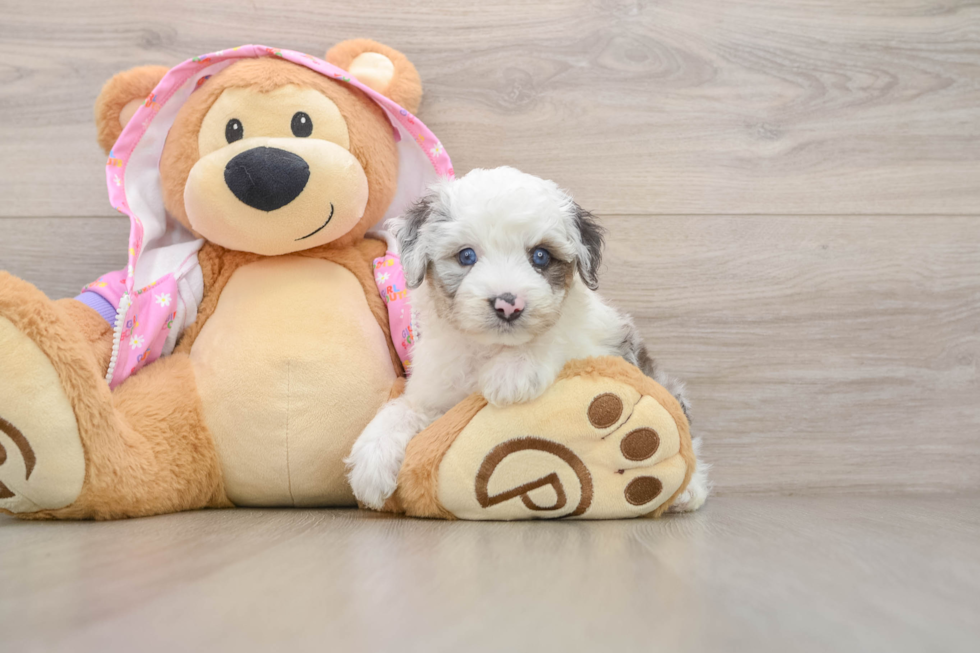 Mini Aussiedoodle Pup Being Cute