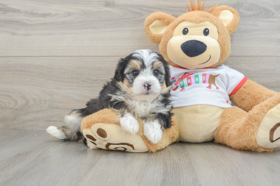 Small Mini Aussiedoodle Baby