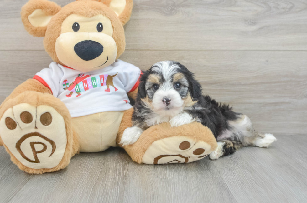 5 week old Mini Aussiedoodle Puppy For Sale - Puppy Love PR