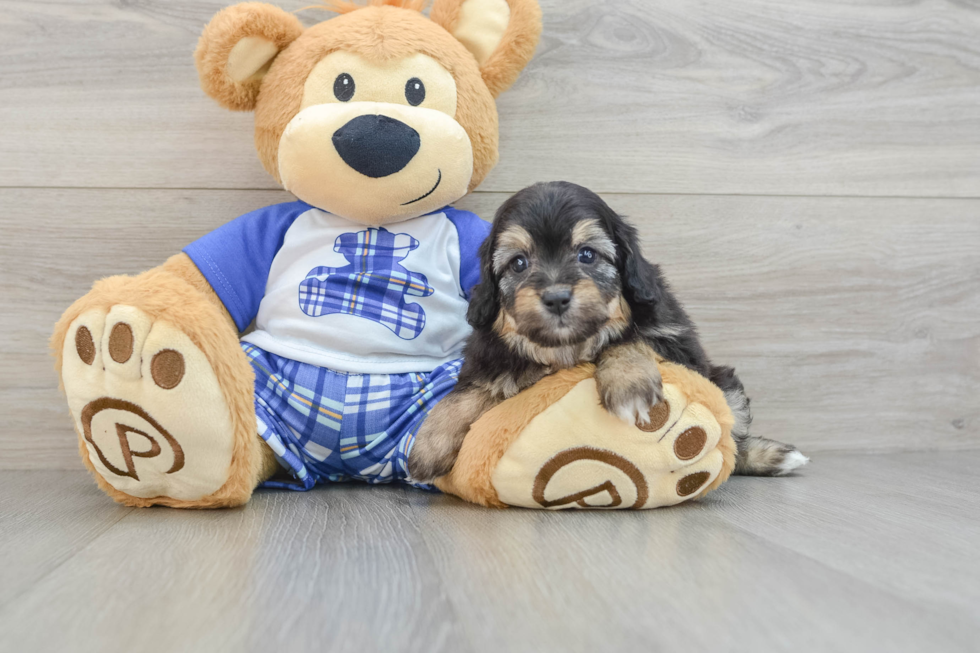 Little Mini Aussiepoo Poodle Mix Puppy