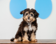 10 week old Mini Aussiedoodle Puppy For Sale - Puppy Love PR