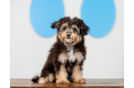 Cute Mini Aussiedoodle Poodle Mix Pup