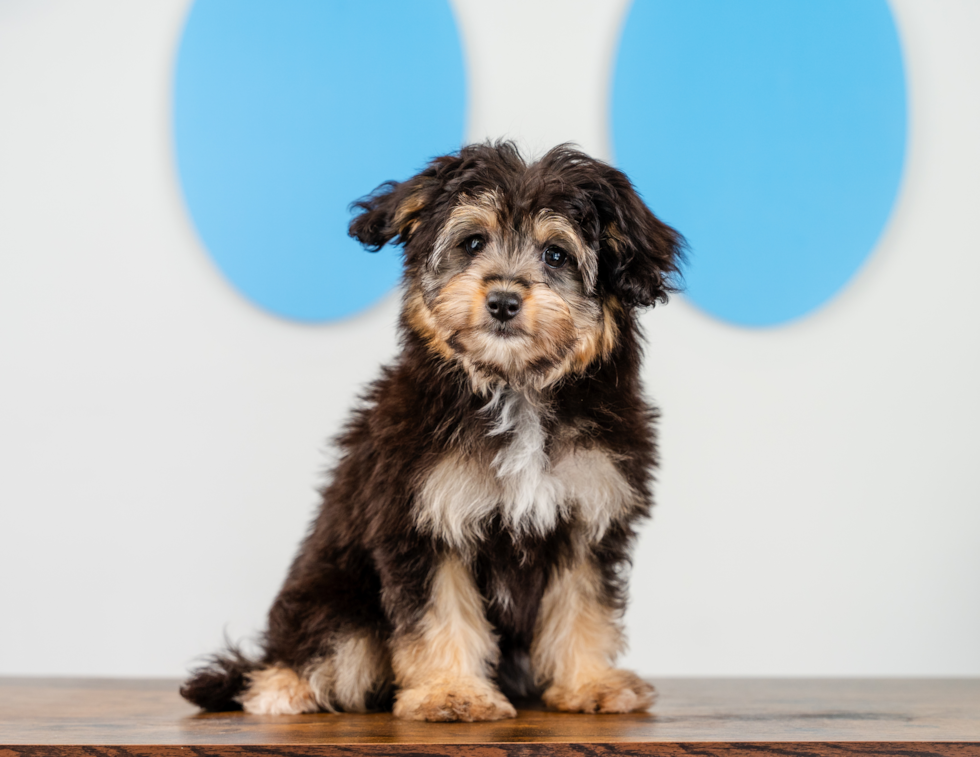 Cute Mini Aussiedoodle Poodle Mix Pup