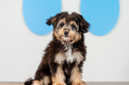 Cute Mini Aussiedoodle Poodle Mix Pup