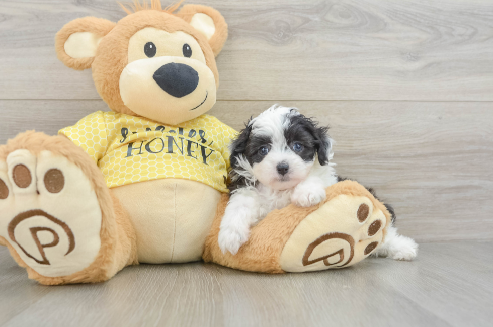 6 week old Mini Aussiedoodle Puppy For Sale - Puppy Love PR