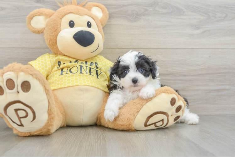 Meet Flurry - our Mini Aussiedoodle Puppy Photo 1/3 - Puppy Love PR Mini Aussiedoodle Pup Being Cute