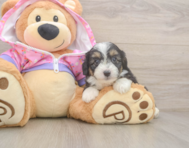 8 week old Mini Aussiedoodle Puppy For Sale - Puppy Love PR