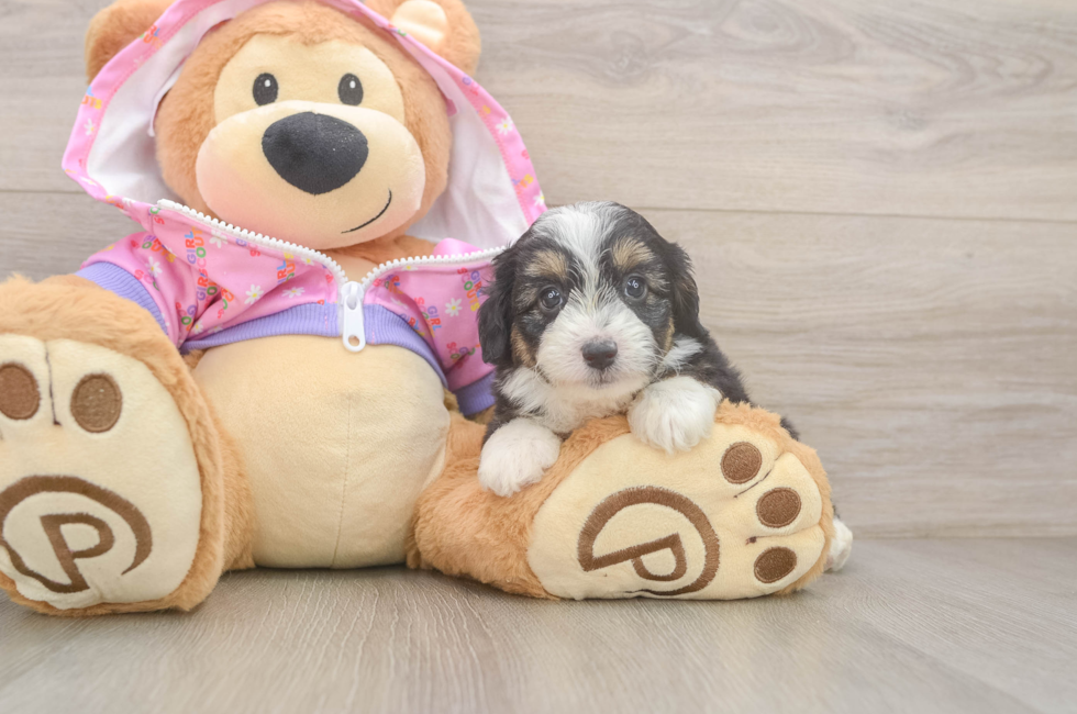 5 week old Mini Aussiedoodle Puppy For Sale - Puppy Love PR
