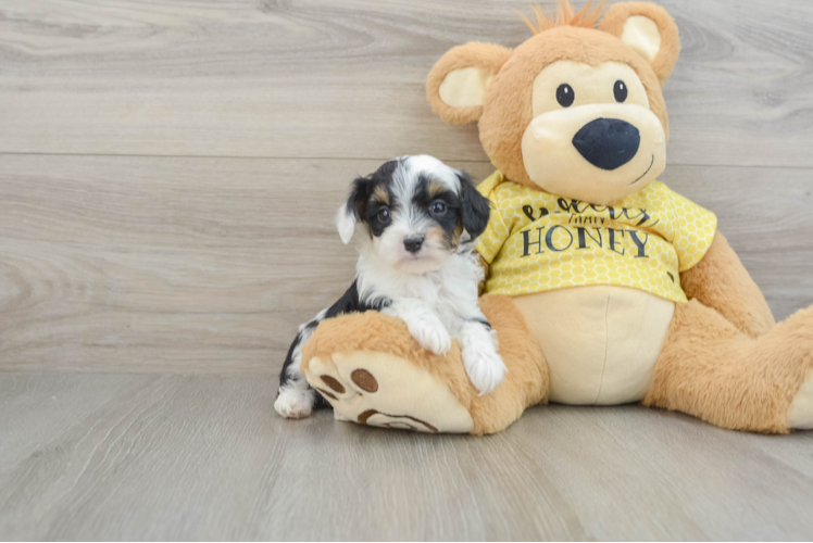 Best Mini Aussiedoodle Baby