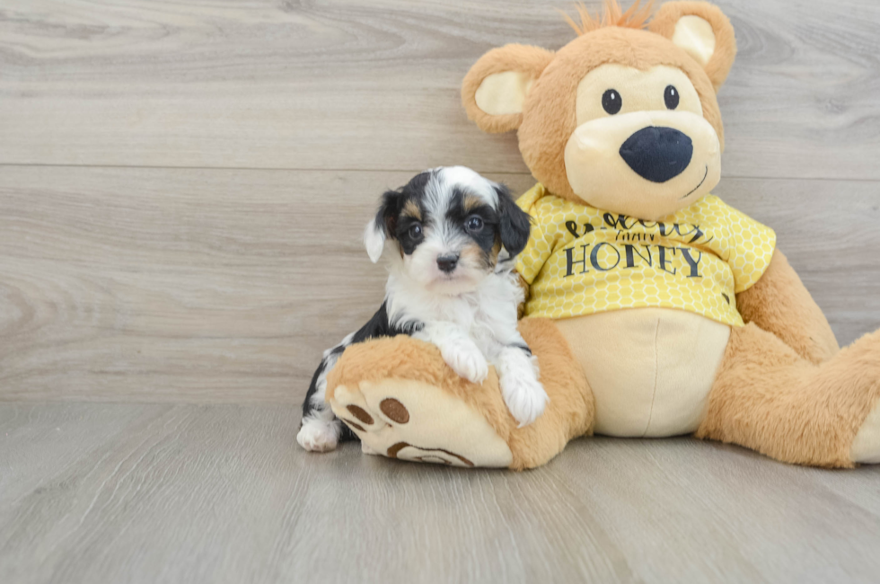 6 week old Mini Aussiedoodle Puppy For Sale - Puppy Love PR