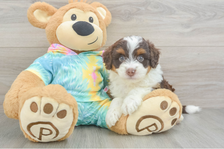 Playful Mini Aussiepoodle Poodle Mix Puppy