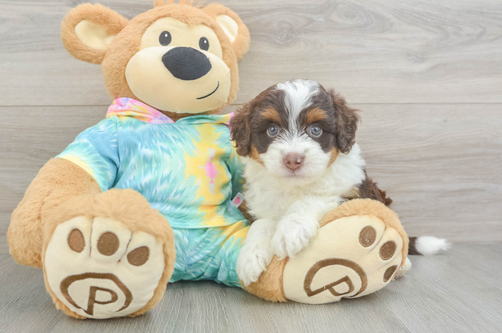 5 week old Mini Aussiedoodle Puppy For Sale - Puppy Love PR