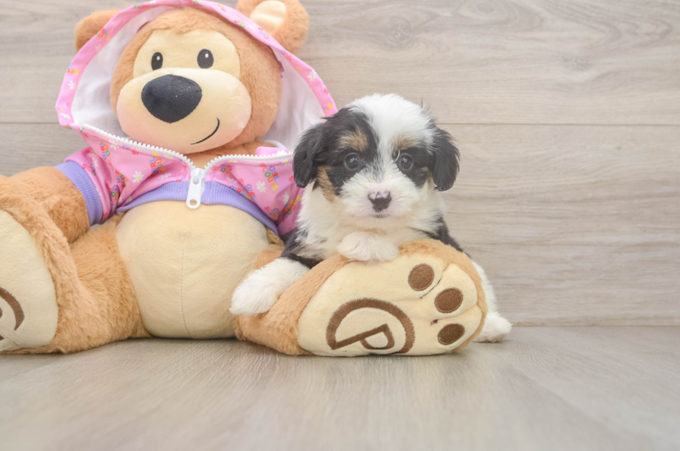 5 week old Mini Aussiedoodle Puppy For Sale - Puppy Love PR
