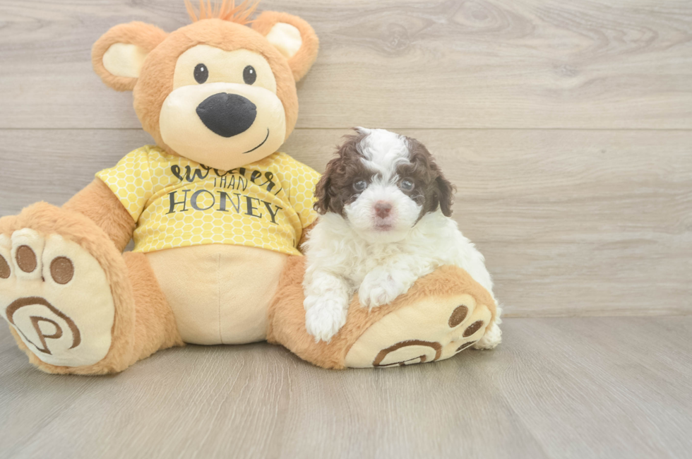 5 week old Mini Aussiedoodle Puppy For Sale - Puppy Love PR
