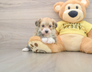 6 week old Mini Aussiedoodle Puppy For Sale - Puppy Love PR