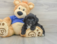 9 week old Mini Aussiedoodle Puppy For Sale - Puppy Love PR