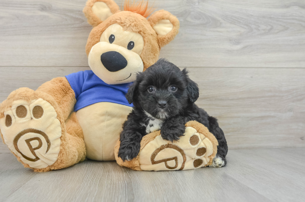 9 week old Mini Aussiedoodle Puppy For Sale - Puppy Love PR