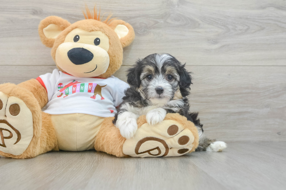 5 week old Mini Aussiedoodle Puppy For Sale - Puppy Love PR