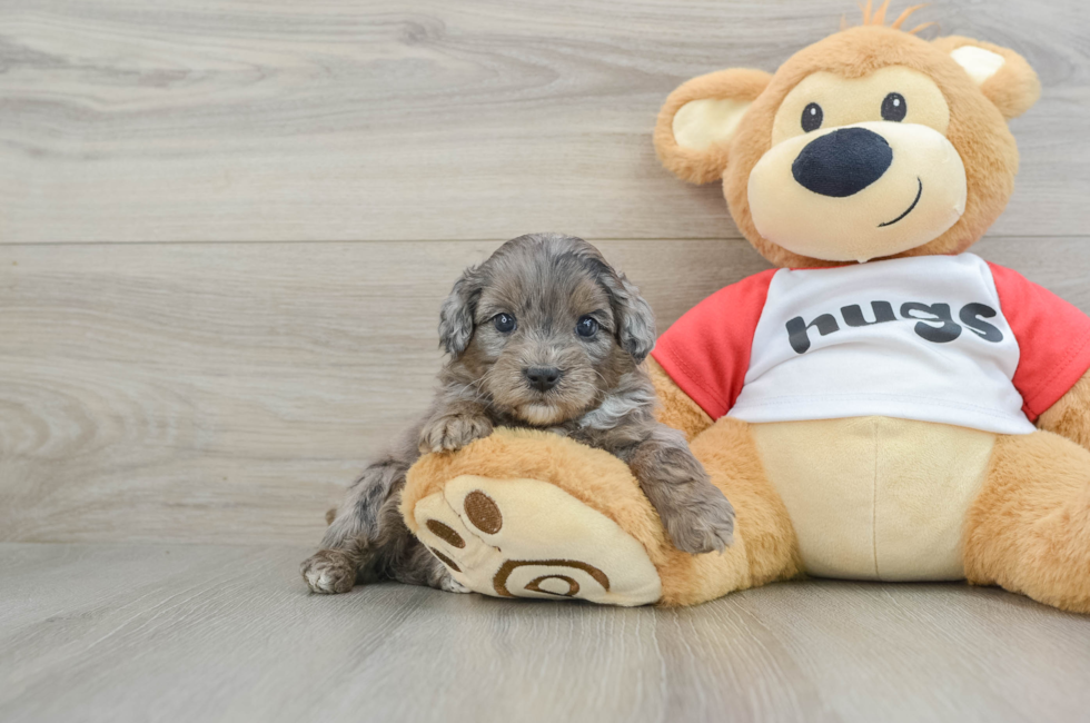 5 week old Mini Aussiedoodle Puppy For Sale - Puppy Love PR