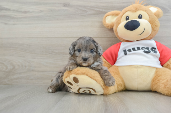 Cute Mini Aussiedoodle Baby