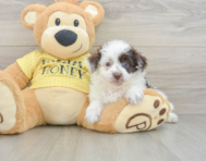 8 week old Mini Aussiedoodle Puppy For Sale - Puppy Love PR