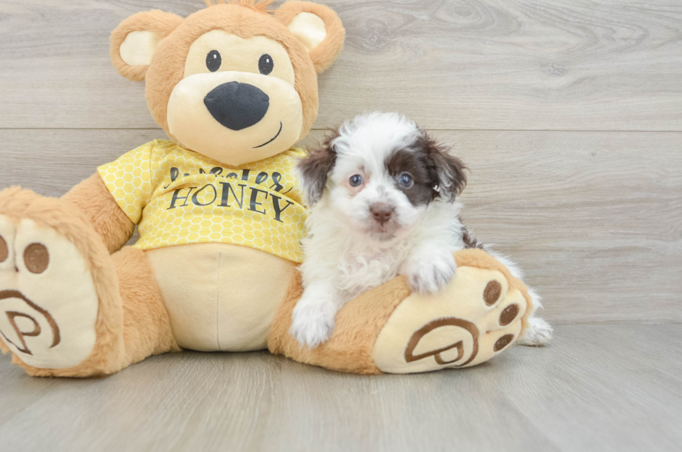 7 week old Mini Aussiedoodle Puppy For Sale - Puppy Love PR