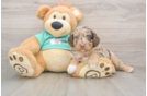 Mini Aussiedoodle Pup Being Cute