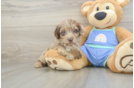 Best Mini Aussiedoodle Baby
