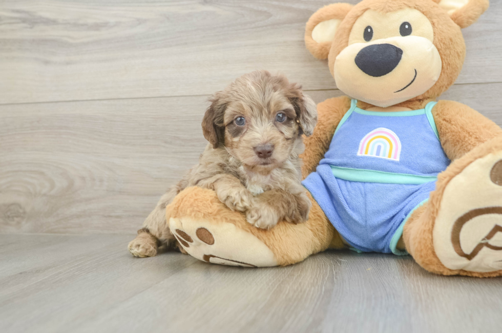 5 week old Mini Aussiedoodle Puppy For Sale - Puppy Love PR
