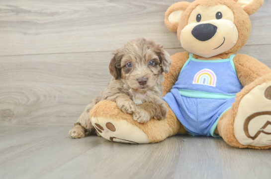 Best Mini Aussiedoodle Baby