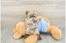Small Mini Aussiedoodle Baby
