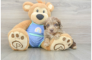Best Mini Aussiedoodle Baby