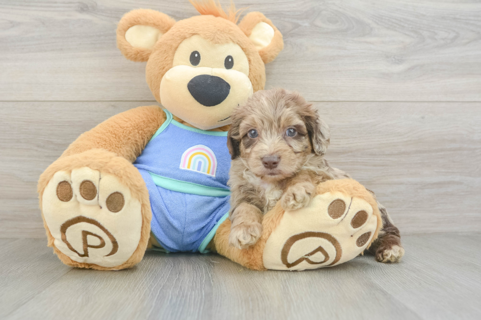 Best Mini Aussiedoodle Baby