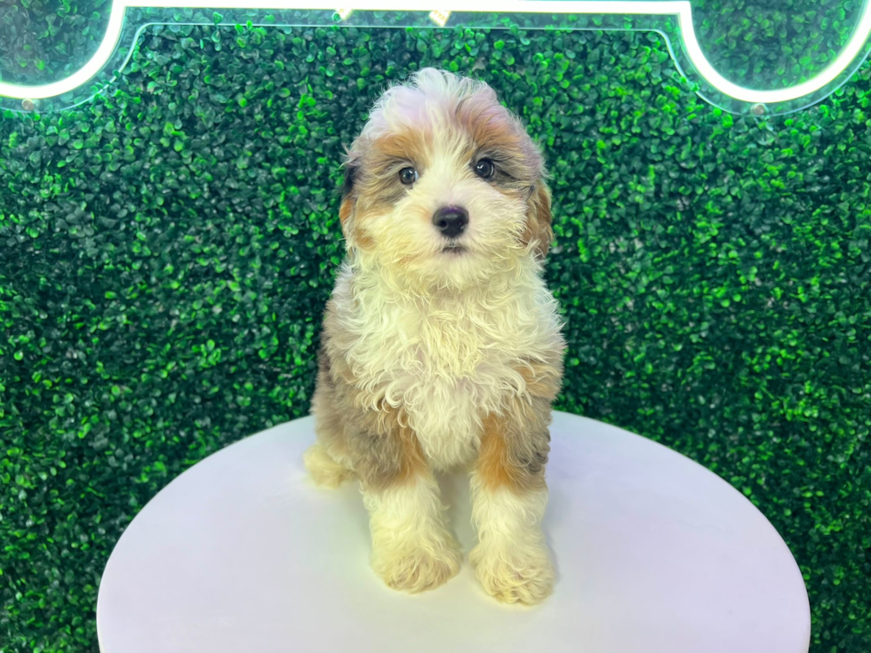 Mini Aussiedoodle Puppy for Adoption