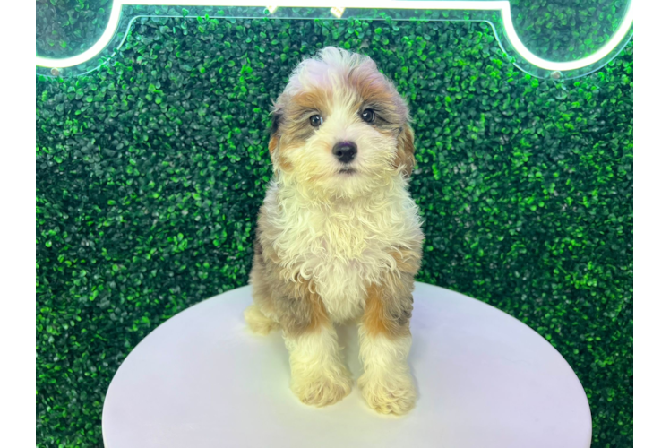 Meet Gambit - our Mini Aussiedoodle Puppy Photo 1/4 - Puppy Love PR Mini Aussiedoodle Puppy for Adoption