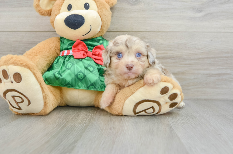 6 week old Mini Aussiedoodle Puppy For Sale - Puppy Love PR