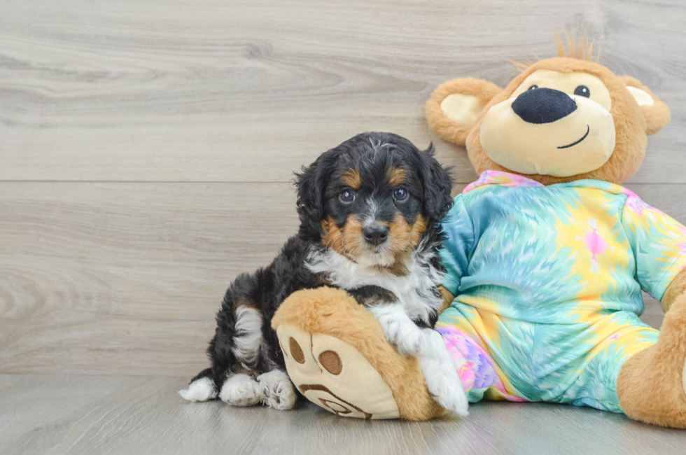 6 week old Mini Aussiedoodle Puppy For Sale - Puppy Love PR