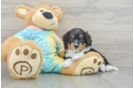 Mini Aussiedoodle Pup Being Cute