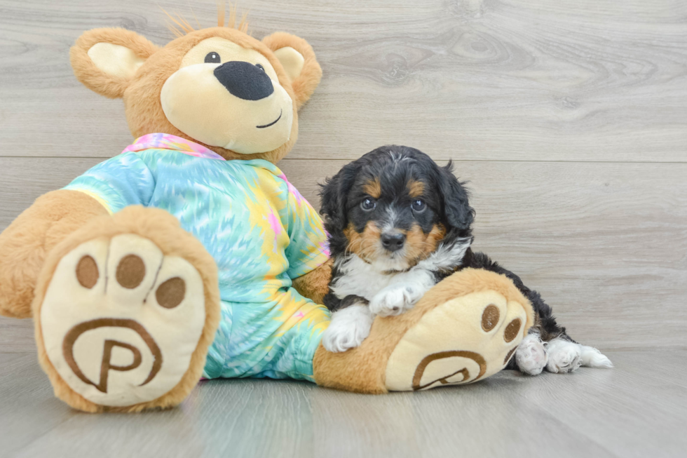 Mini Aussiedoodle Pup Being Cute