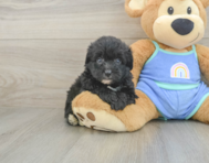 7 week old Mini Aussiedoodle Puppy For Sale - Puppy Love PR