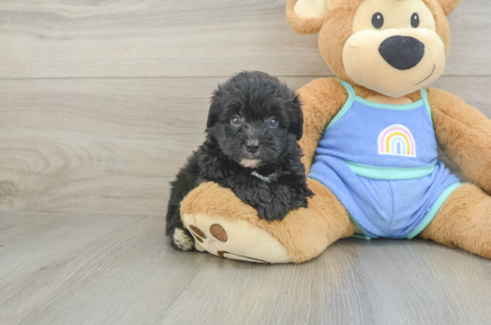 Mini Aussiedoodle Pup Being Cute