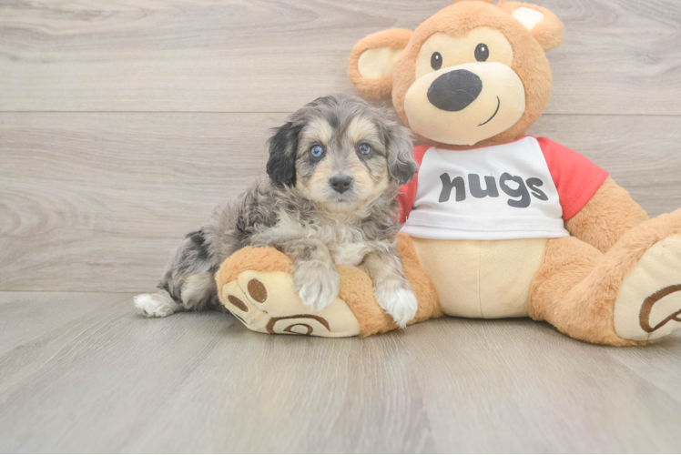 Mini Aussiedoodle Puppy for Adoption
