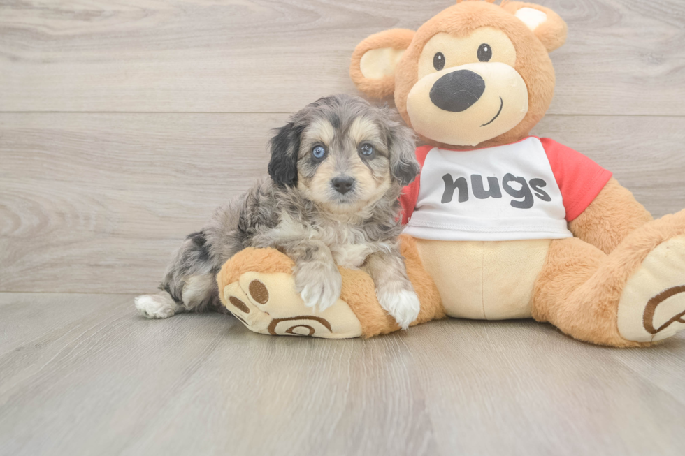 Meet Gambit - our Mini Aussiedoodle Puppy Photo  1/3 - Puppy Love PR Mini Aussiedoodle Puppy for Adoption