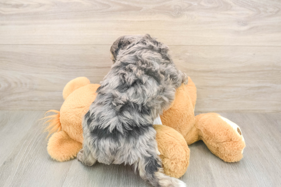 Meet Gambit - our Mini Aussiedoodle Puppy Photo  3/3 - Puppy Love PR Happy Mini Aussiedoodle Baby