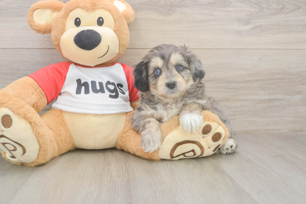 Meet Gambit - our Mini Aussiedoodle Puppy Photo  2/3 - Puppy Love PR Mini Aussiedoodle Puppy for Adoption