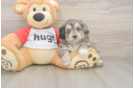 Meet Gambit - our Mini Aussiedoodle Puppy Photo  2/3 - Puppy Love PR Mini Aussiedoodle Puppy for Adoption
