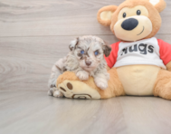 5 week old Mini Aussiedoodle Puppy For Sale - Puppy Love PR